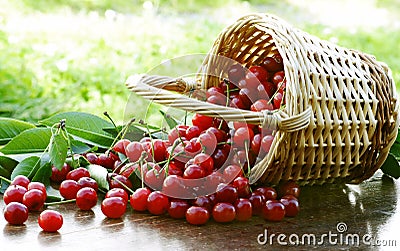 Amazing sour cherries Stock Photo