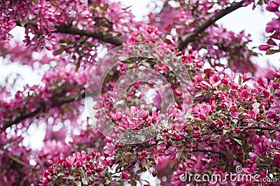 Beautiful springtime in garden with closeup of purple blossoms of Siberian crab apple tree branches Stock Photo