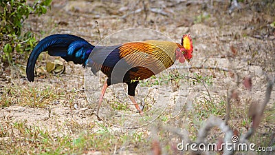 Amazing Sri Lankan jungle fowl foraging the Forests of Yala national park, endemic and national bird of Sri Lanka Stock Photo