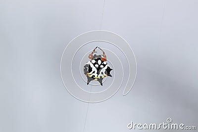 Strange spider with spikes in a white background Stock Photo