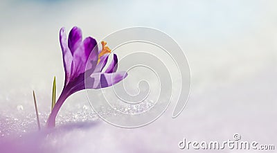 Amazing sunlight on spring flower crocus. View of magic bloomingBig panoramic photo of majestic spring flower crocus in snow Stock Photo