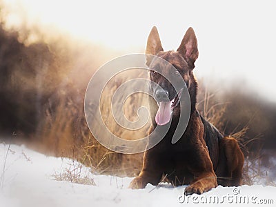 Amazing thai malinois shepherd dog running fast in forest in morning sunny winter day Stock Photo