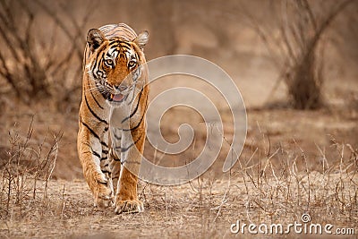 Amazing tiger in the nature habitat Stock Photo