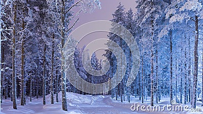 Amazing Tranquil Winter Forest Scenery in Suomi Nordic Area Stock Photo