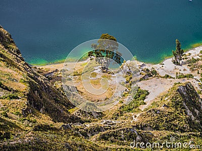 Amazing tree along Quilotoa lagoon shoreline, volcanic crater lake in Ecuador Stock Photo