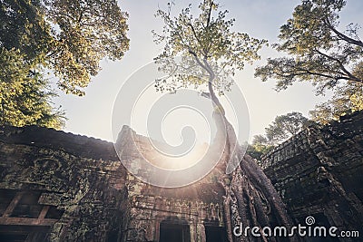 Amazing tree roots covering ancient temple Stock Photo