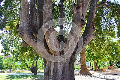 An amazing tree with several trunks grows in the Park. Stock Photo