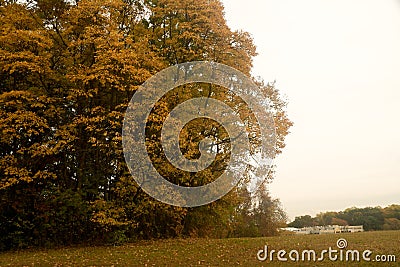 Amazing trees colors in the forest Stock Photo