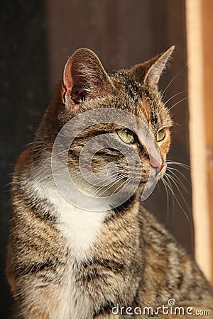 Amazing tricolour cat looking at you Stock Photo