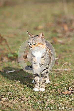 Amazing tricolour cat looking at you Stock Photo