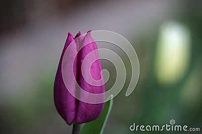 Amazing tulip colored flower in a beautiful garden. Welcome to the spring Stock Photo