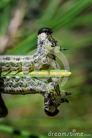 Amazing two Caterpillars. A symmetrical surprise from nature Stock Photo