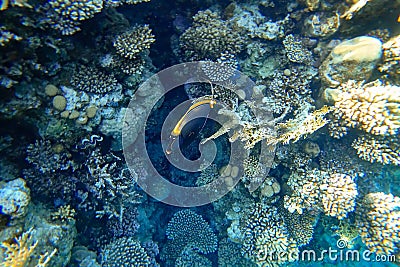 Amazing underwater world of the Red Sea tropical fish lurk near the corals Stock Photo