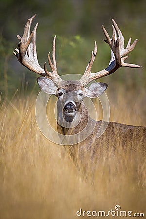 Amazing vertical photograph of big whitetail buck Stock Photo