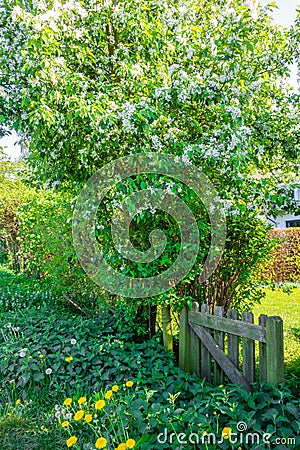 Amazing vertical shot of a beautiful flower tree Stock Photo