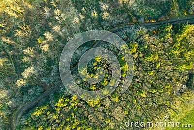 Aerial drone wood Ireland Cork County Irish forest green trees Stock Photo