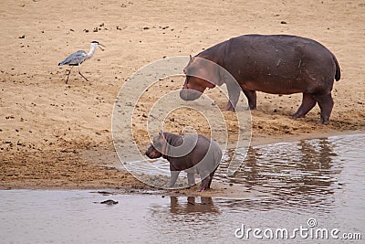 Amazing view of a hippo mother and its cub on the sandy banks of an African river Stock Photo