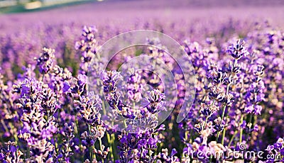 Amazing view lavender field in the sunlight. Sunset over a blooming lavender field. Beautiful summer background, purple flowers. Stock Photo