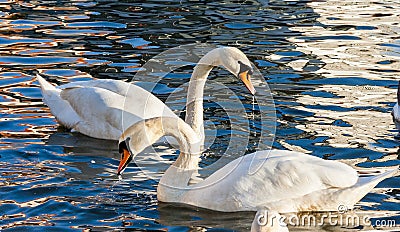 Amazing view, love swans. Two Swans Cygnus olor are swimming on the Vistula river in Krakow Stock Photo