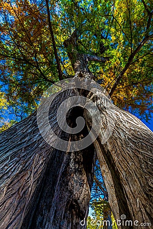 Amazing View of Split Trunk Cypress Tree with Fall Foliage Stock Photo