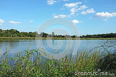 Amazing view to tropic full Ashley river. Stock Photo