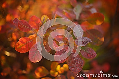Amazing vivid orange leaves on a tree branch in a magical sunny autumn forest Stock Photo