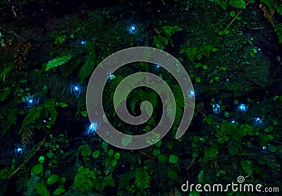 Amazing waitomo Glow worm in Caves, located in New Zealand Stock Photo