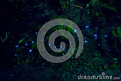 Amazing waitomo Glow worm in Caves, located in New Zealand Stock Photo