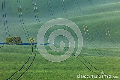 Amazing waves of hills and green and blossom trees Stock Photo