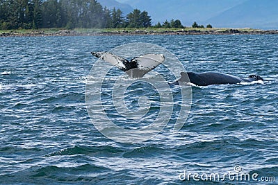 amazing whale tail coming out of water after breaching Stock Photo