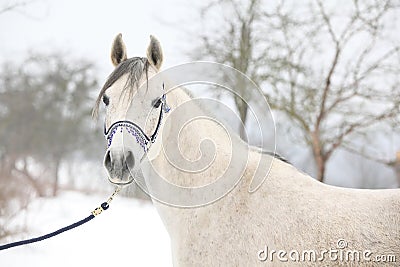 Amazing white arabian horse in winter Stock Photo