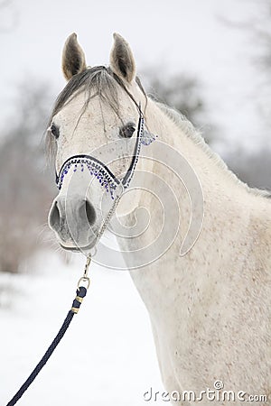 Amazing white arabian horse in winter Stock Photo