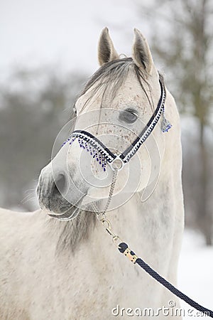 Amazing white arabian horse in winter Stock Photo