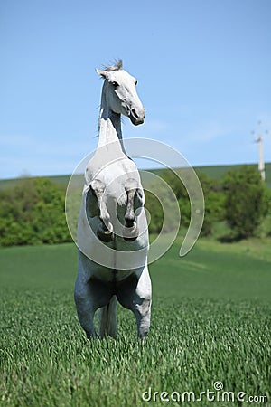 Amazing white lipizzaner prancing in spring Stock Photo