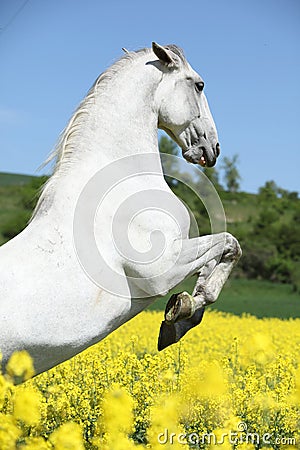 Amazing white lipizzaner prancing in spring Stock Photo