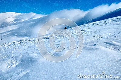 Amazing winter landscape with snow covered trees and snowstorm Stock Photo