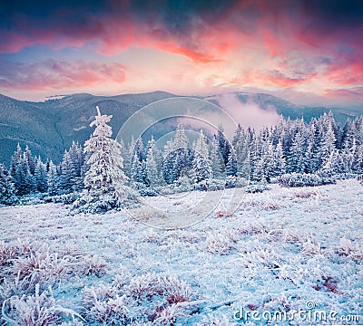 Amazing winter sunrise in Carpathian mountains with snow cowered Stock Photo