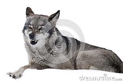Amazing Wolf blinked isolated Stock Photo