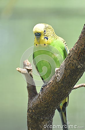 Amazing Yellow and Green Shell Parakeet Perched in a Tree Stock Photo