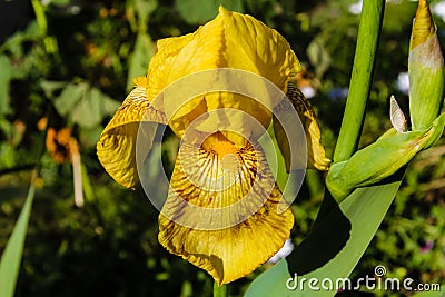 Amazing yellow iris Stock Photo