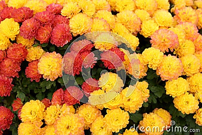Amazingly beautiful background image of Fall flowers in orange and yellow colors in Autumn garden Stock Photo