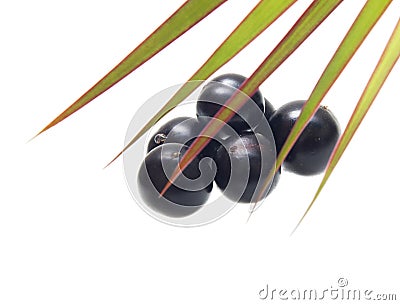 Amazon acai fruit Stock Photo