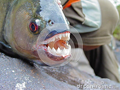 Amazon Black Piranha with exposed teeth Stock Photo