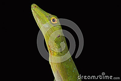 Amazon green anole Anolis punctatus Stock Photo