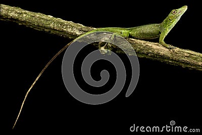 Amazon Green Anole Dactyloa philopunctata Stock Photo