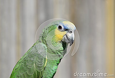 Amazon Green Parrot Bird close Up Stock Photo