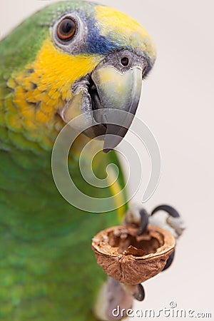 Amazon green parrot eating a nut close up Stock Photo