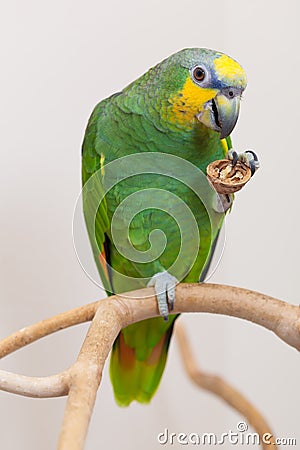Amazon green parrot eating a nut close up Stock Photo