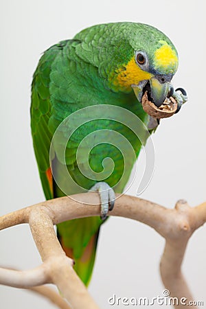 Amazon green parrot eating a nut close up Stock Photo