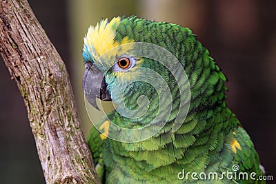 The Amazon green parrot Stock Photo